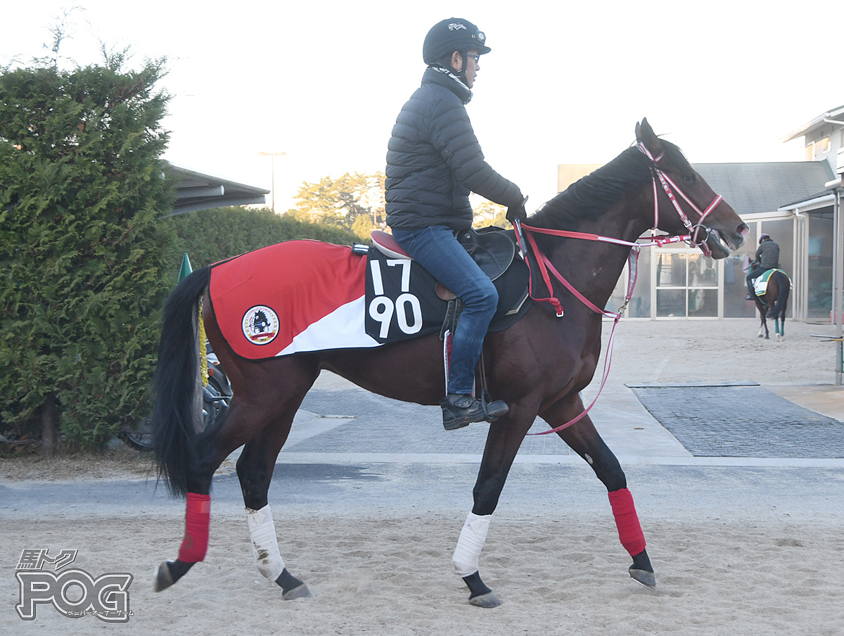 イペルラーニオの馬体写真