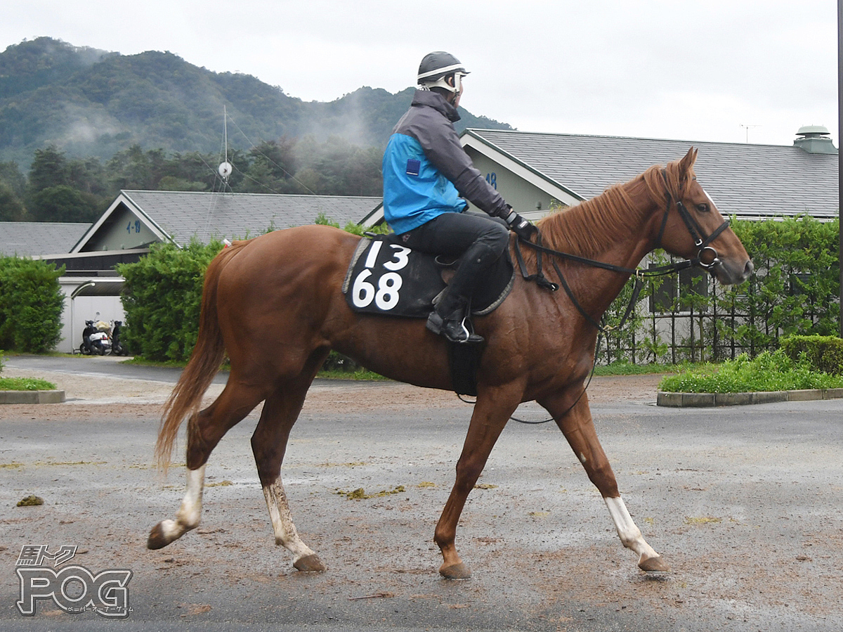 テイエムフィーバの馬体写真