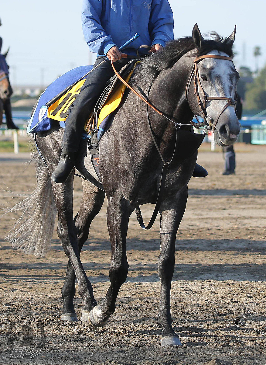 サトノソルタスの馬体写真