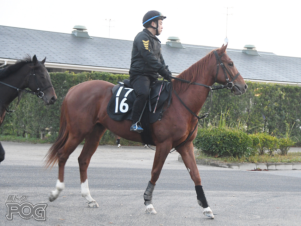 ベルガドの馬体写真