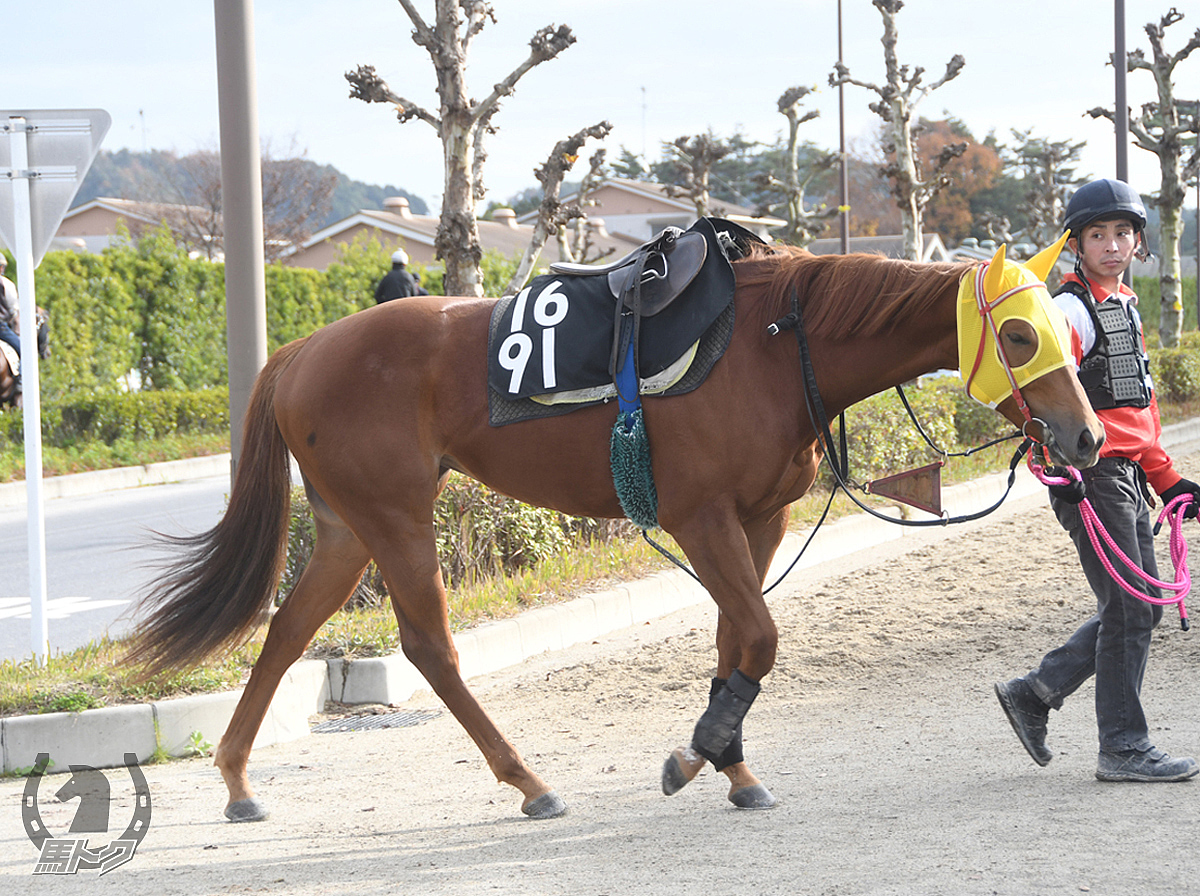 イサチルケイの馬体写真