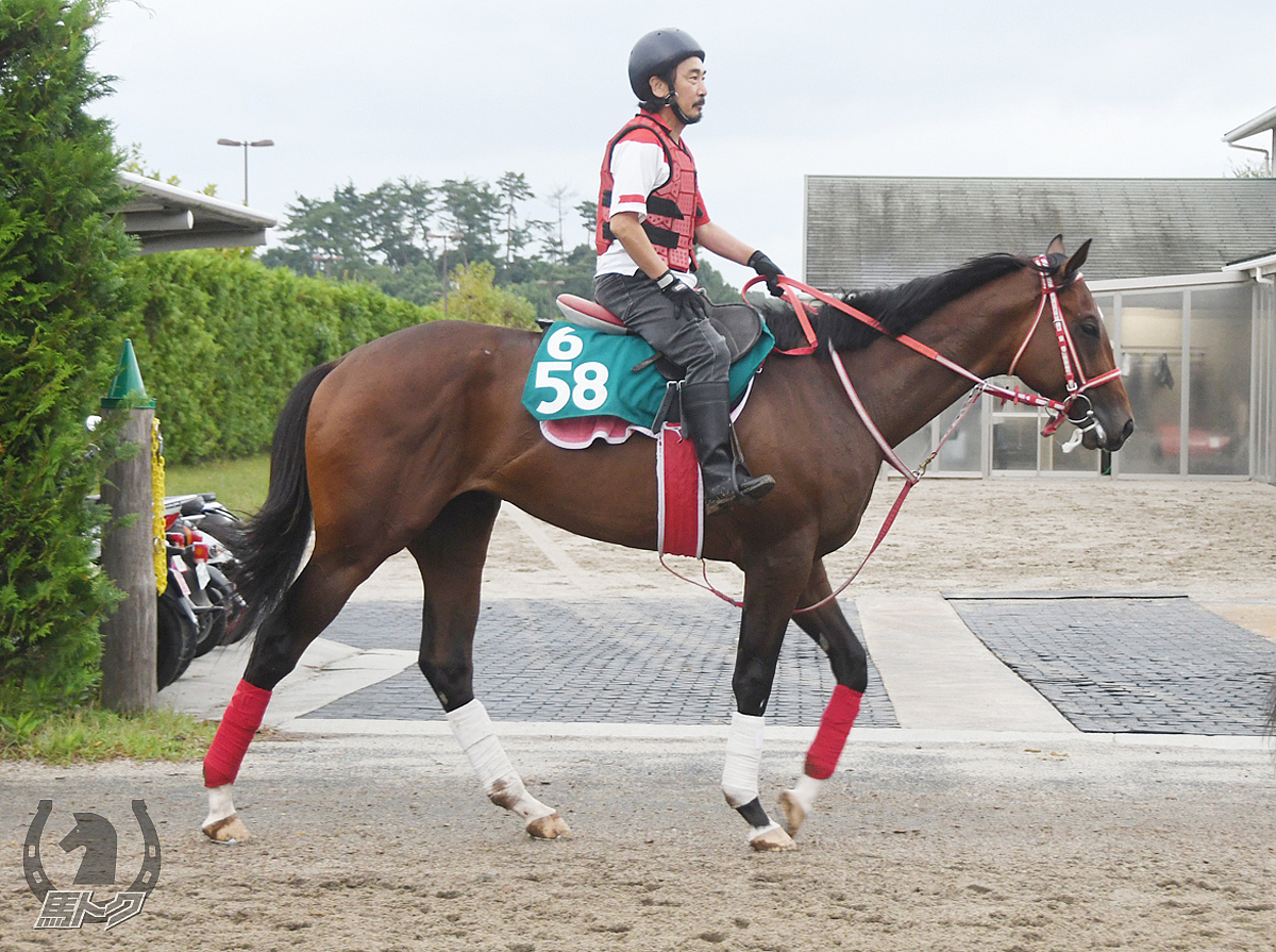 ケイツーテソーロの馬体写真