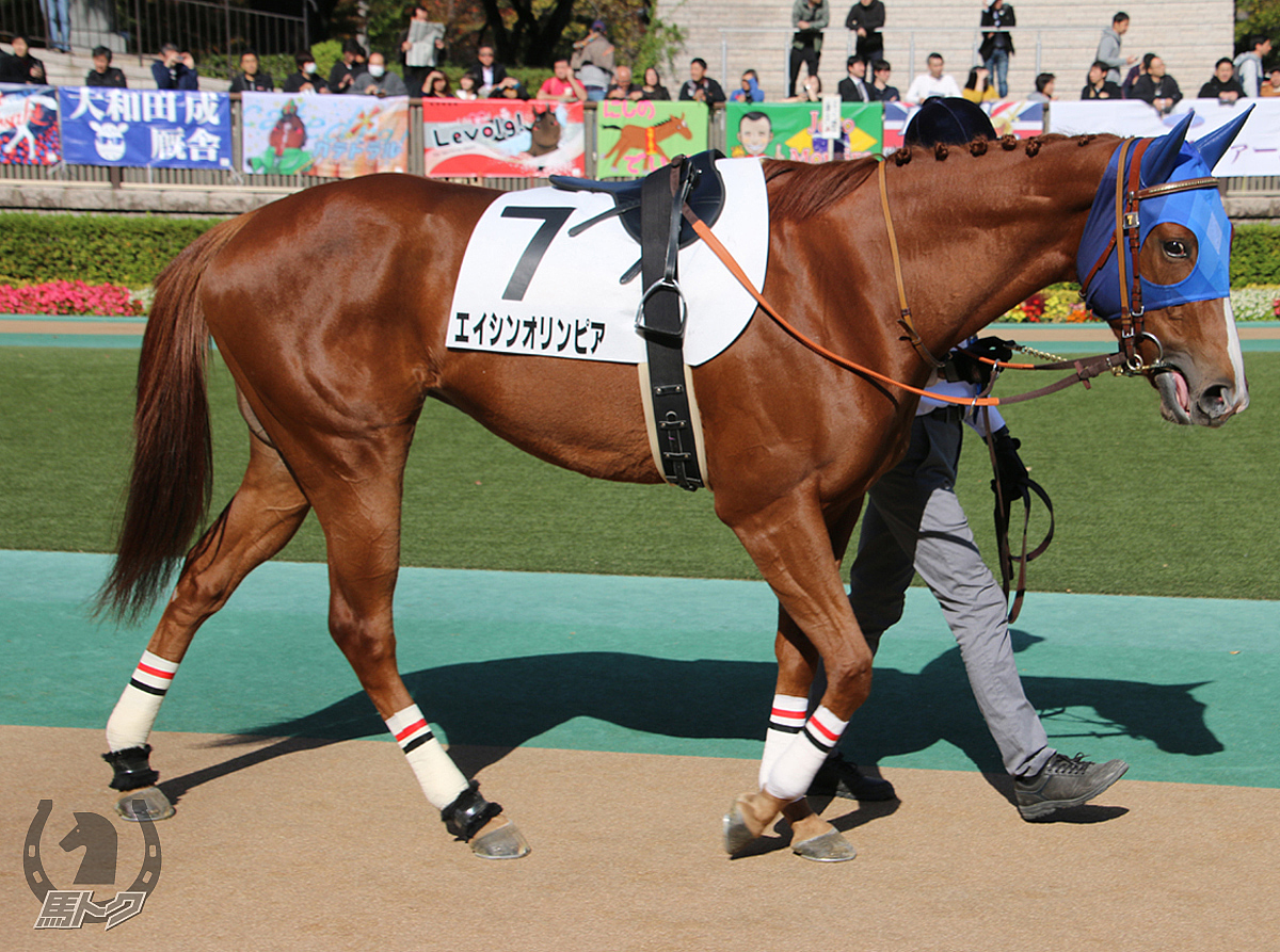 エイシンオリンピアの馬体写真