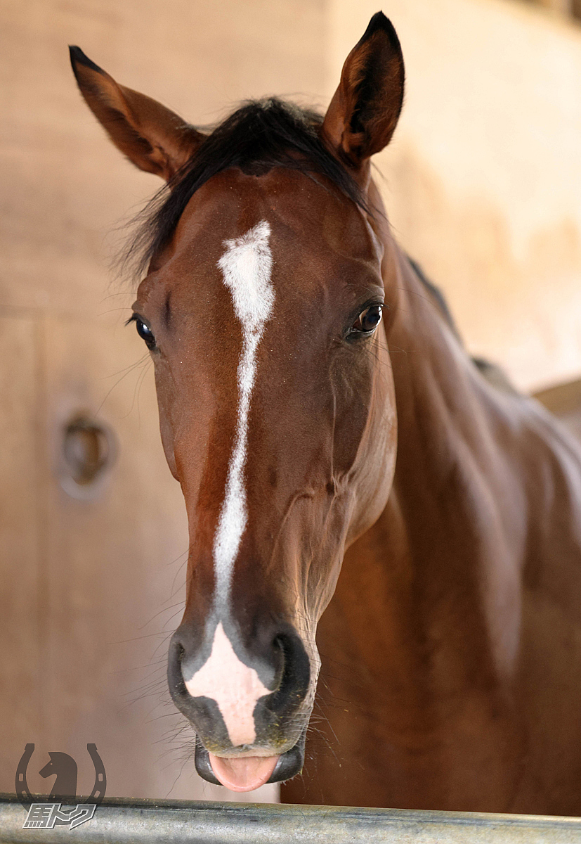ウーマンズハートの馬体写真