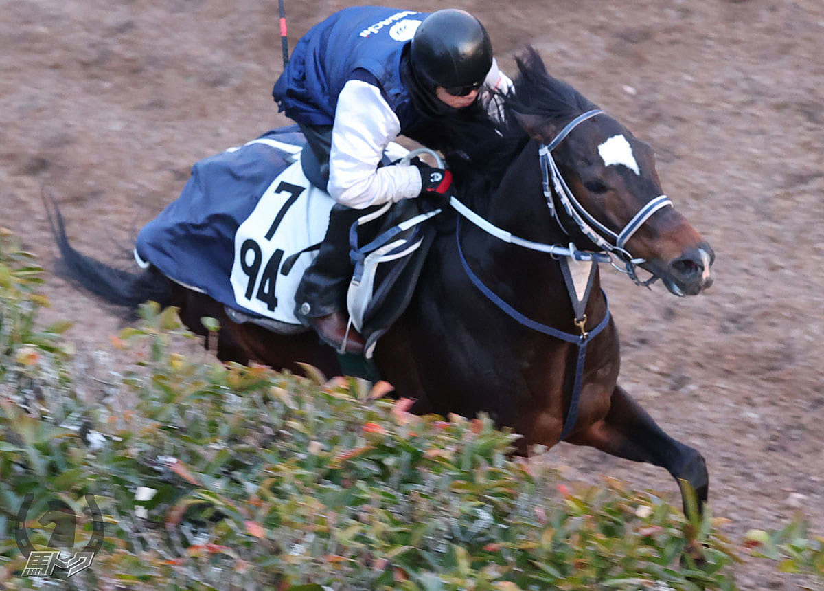 サンライズオネストの馬体写真