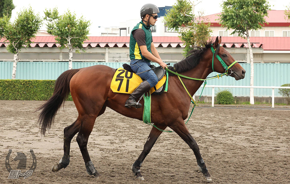 ロードエクレールの馬体写真