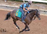 堀宣行厩舎の馬から選ぶ - 馬トクPOG - UMATOKU | 馬トク