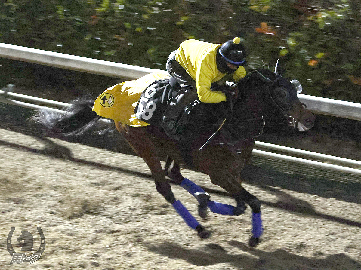 セルバーグの馬体写真