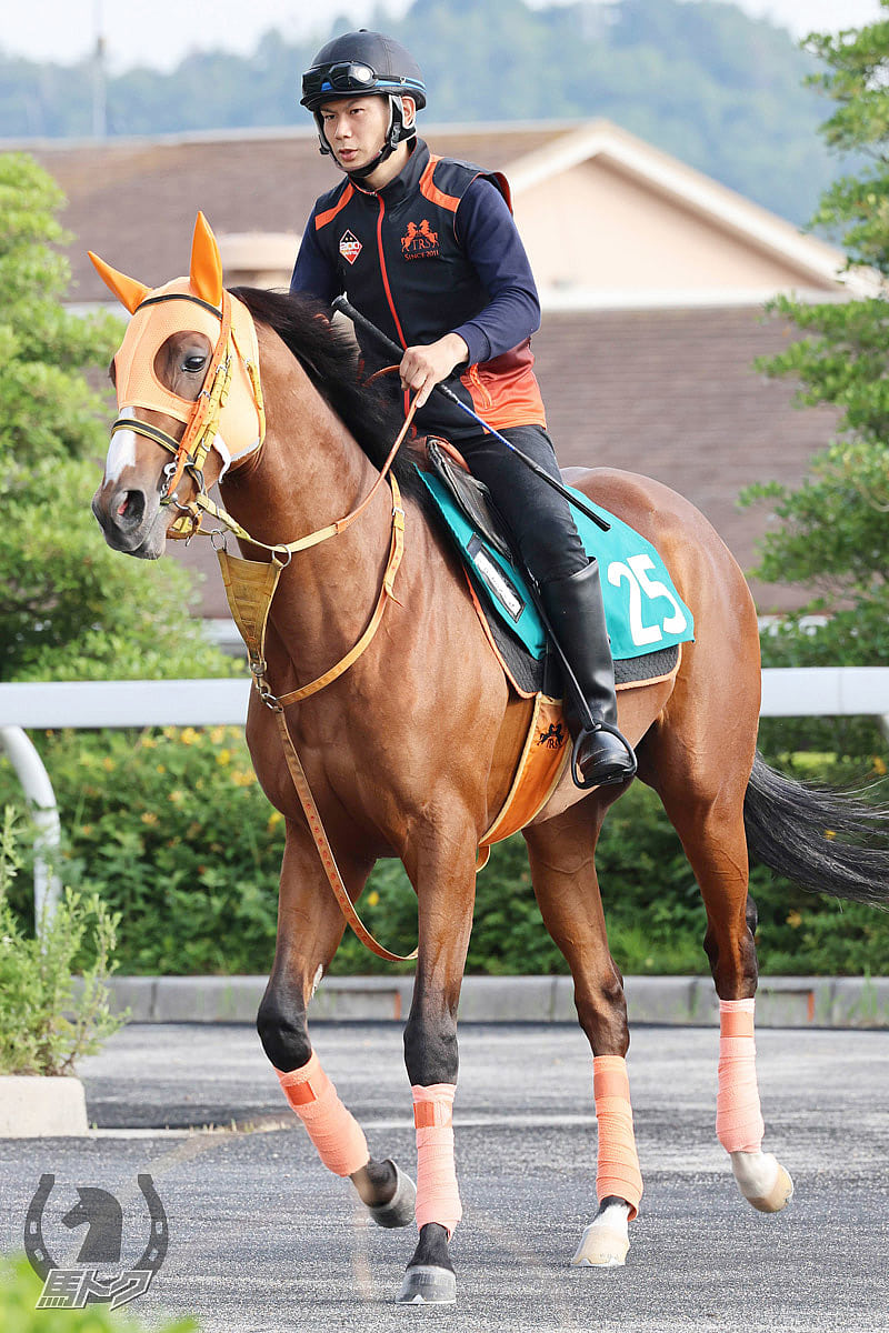 シルクレーシングのピックアップ馬 馬トクpog Umatoku 馬トク