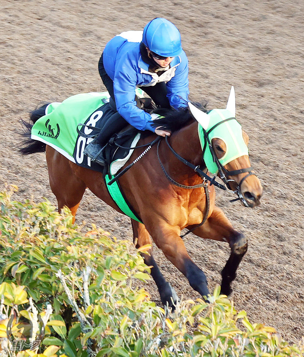 ニシノトキメキの馬体写真