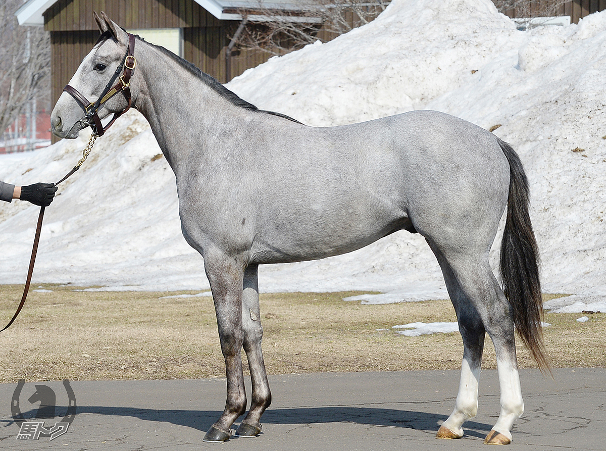 ヴェラグエリエロの馬体写真