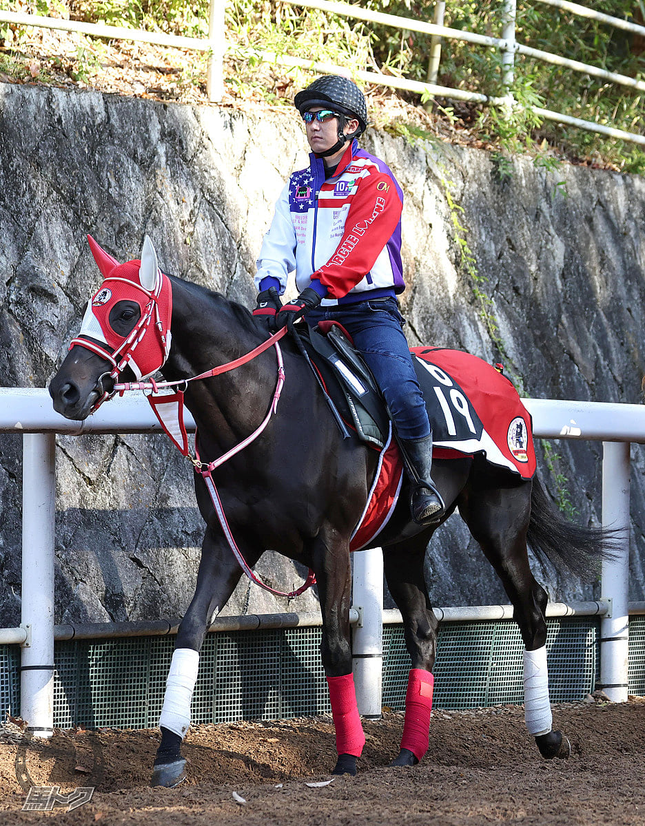 タイセイクラージュの馬体写真