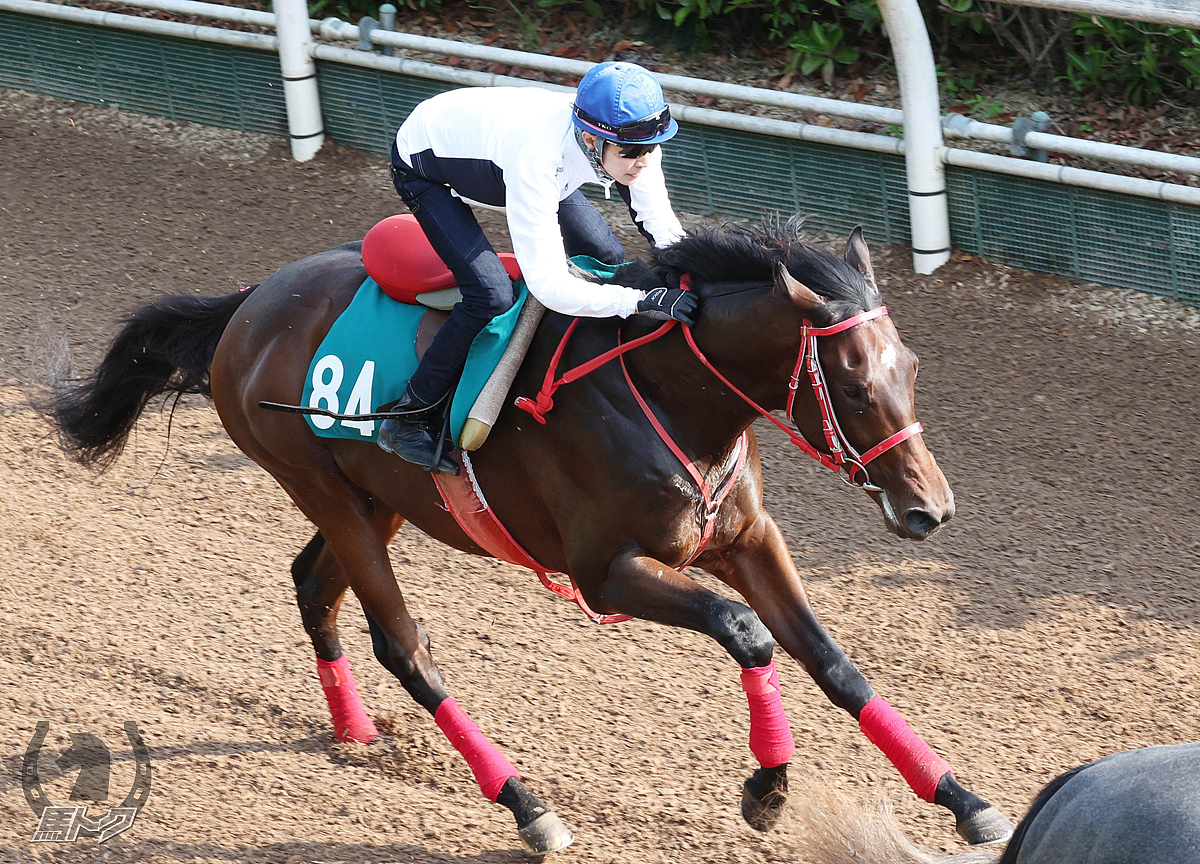 ピンクソレイユの馬体写真